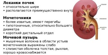 Увеличена лоханка в почке у месячного ребенка