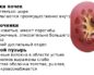 Увеличена лоханка в почке у месячного ребенка