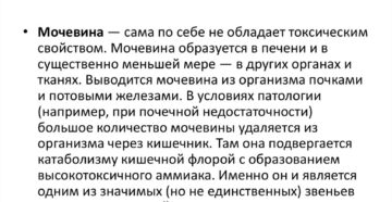 Мочевина в организме человека