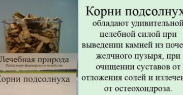 Корень подсолнечника от камней в желчном пузыре
