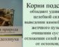 Корень подсолнечника от камней в желчном пузыре