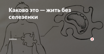 Как жить без почки и селезенки