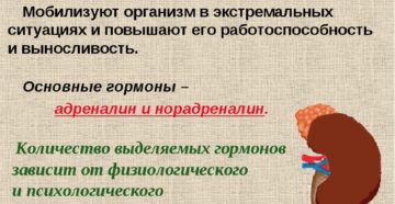 Роль надпочечников в организме женщины