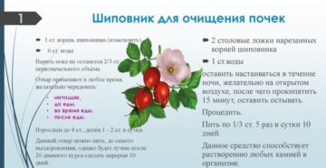 Как приготовить корни шиповника для лечения почек