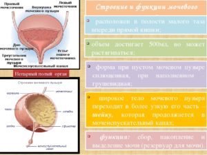 Проблемы с мочевым пузырем