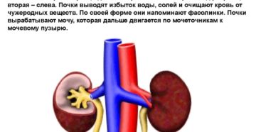 Для чего нужен почки