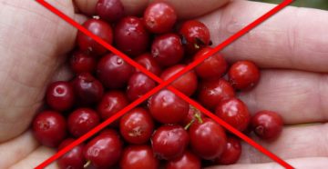 Брусника для почек полезные свойства и противопоказания