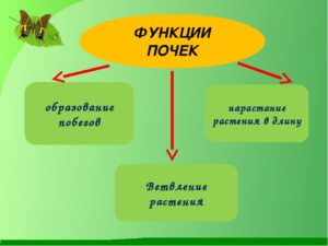 Почки растений 6 класс биология. Функции почек растений. Функции почек биология 6 класс. Биология функции почки растения. Функции почки растения 6 класс биология.