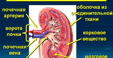 Ворота почки человека