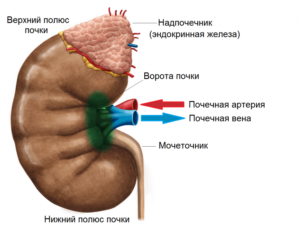 Киста ворот почки