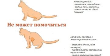 Если не можешь помочиться что делать
