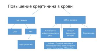 Высокий креатинин лечение