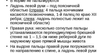 Перкуссия почек в норме