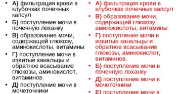 Последовательность образования и выведения мочи в организме человека