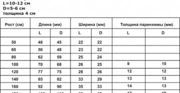 Нормальные размеры почек у женщин
