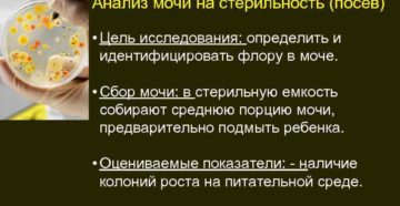 Анализ мочи на стерильность сколько делается