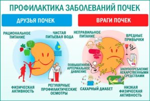 Профилактика заболеваний почек народными средствами