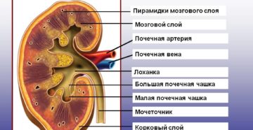 Картинка строение почки человека