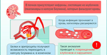 Пониженная температура и почки