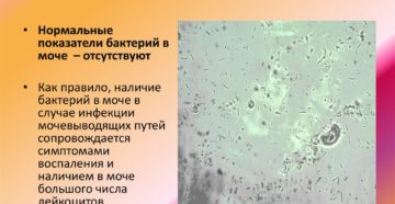 Бактерии в моче при беременности причины и лечение