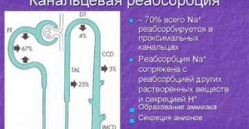 Реабсорбция в почках физиология
