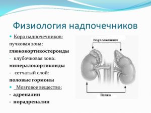 Гормоны коры надпочечников и их физиологическая роль