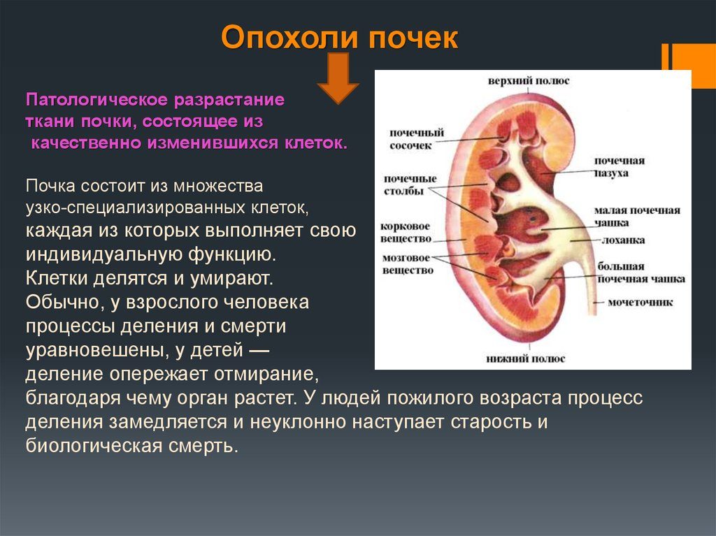 Ткань почки состоит