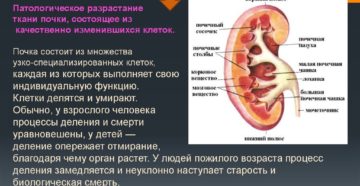 Ткань почки состоит