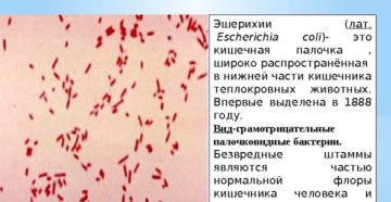 Чем лечить кишечную палочку в мазке у женщин