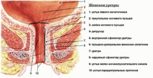 Строение уретры у женщин