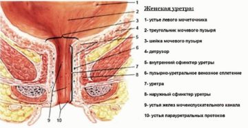 Строение уретры у женщин