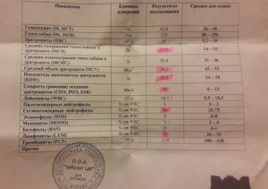 Какого размера должны быть почки у кошки