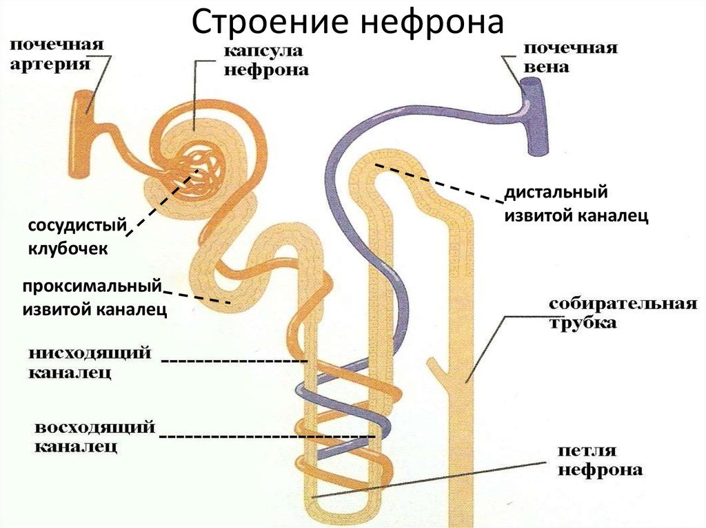 Количество нефронов в почке составляет примерно