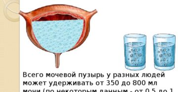 Сколько вмещает мочевой пузырь взрослого человека
