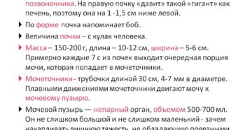 Зачем нам две почки