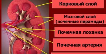 Что находится в мозговом слое почки