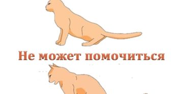 Котенок катается на попе после туалета