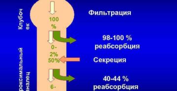 Влияние мочевой кислоты на почки