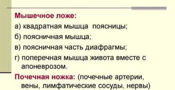 Фиксирующий аппарат почек у человека
